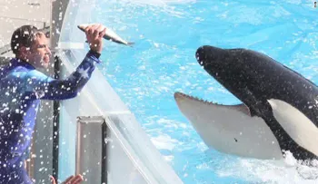 SeaWorld dice que espió a activistas y críticos de sus espectáculos