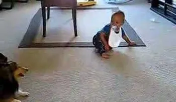 Video: Este perro loco hizo esto