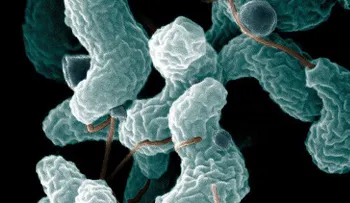 ¿Cuál es el otro espeluznante mal que esconde el zika?