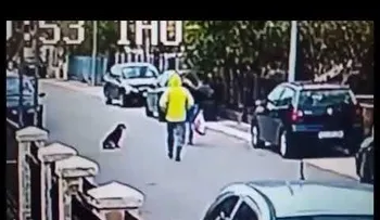 Un perro muerde al ladrón para salvar a mujer de un robo y se convierte en "héroe" 