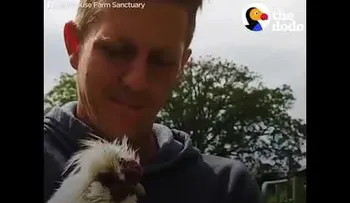 Lo que hace este pollo es conmovedor