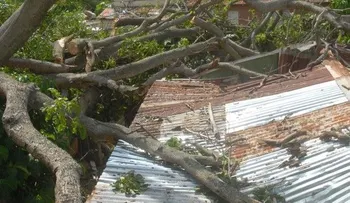 Anciano muere al caerle encima árbol que cortaba