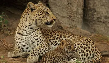 Un leopardo con corazón...Video