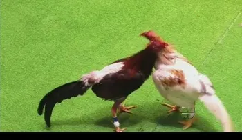 Puerto Rico está dividido por culpa de las peleas de gallo