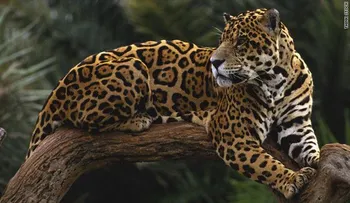 Ejército de Brasil mata a un jaguar por proteger a un soldado