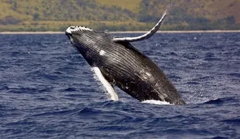 Medio Ambiente dice luchará contra cacería de ballenas jorobadas