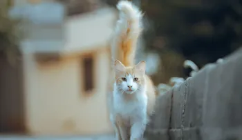 ¿Qué significa cuando un gato se acerca con la cola levantada?