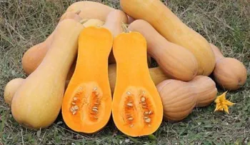 Calabaza, uno de los alimentos más nutritivos y saludables