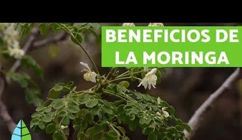 Beneficios de la moringa que no imaginas