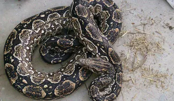 Operativo "Anaconda verde": la serpiente estaba encargada de custodiar la droga