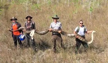 Encuentran en la Florida una pitón de 5,18 metros, una de las más grandes jamás capturadas