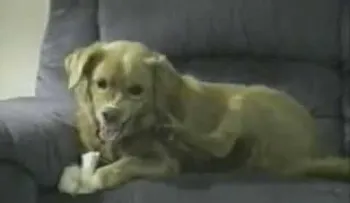 El perro que se muerde su propia pata (Video)
