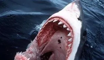Australia: Surfista pierde la pierna por ataque de tiburón