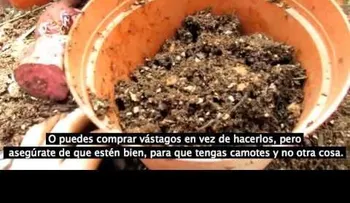 Ella puso una patata o camote dulce en la tierra, y luego de tres meses logró algo delicioso (VIDEO)