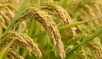 Tres proteínas de arroz transgénico pueden frenar el sida, descubren investigadores españoles