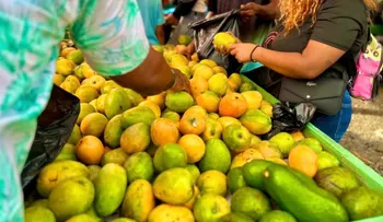 Expo Mango 2026 reafirma a Baní como Capital del Mango