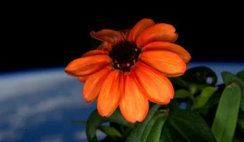 ¿Es esta la primera flor cultivada en el espacio?
