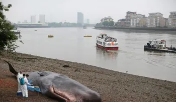 Entérate por qué nunca debes acercarte a una ballena muerta