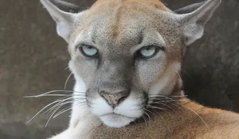 Una mujer salva a su hijo del ataque de un puma