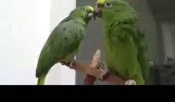 Loros impresionan interpretando ¨Alabaré a mi Señor¨