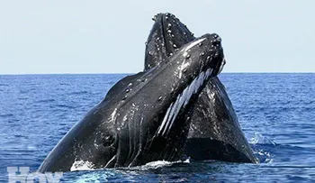 El número de ballenas jorobadas en Australia es el más alto en décadas