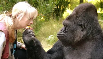 Muere Koko, la gorila que aprendió a dominar la lengua de señas