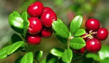 Un enjuague bucal con cranberry puede reducir bacterias en la saliva