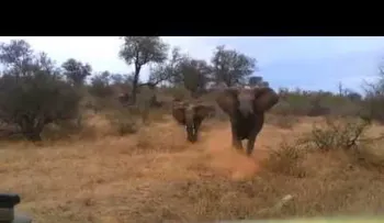 Video: Elefante enfurecido vuelca un carro con turistas