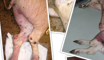 ANPA alerta sobre creciente amenaza peste porcina africana en República Dominicana