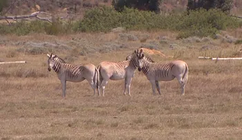 El quagga estuvo extinto durante 100 años. Ahora la ciencia lo trajo vuelta