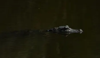Un caiman arrastra a un bebé de dos años hacia un lago en hotel de Disney