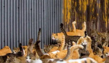 Rescatan a más de 100 gatos encerrados en una casa móvil de Florida