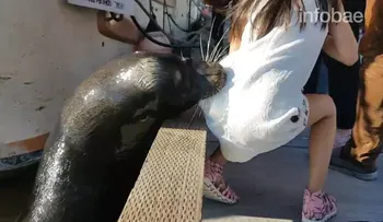 Así fue como esta niña fue arrastrada violentamente por un lobo bajo el agua...