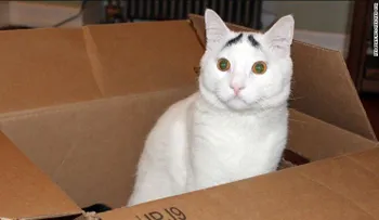 Esto es lo que realmente tu gato está tratando de decir