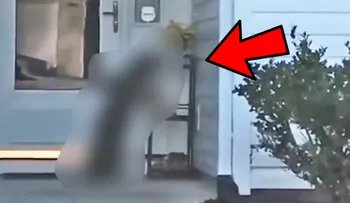 Mujer llega a su casa y encuentra un huésped que no había invitado 