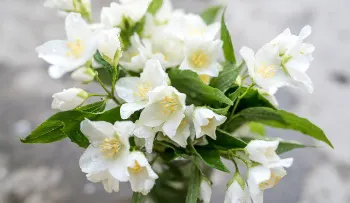 12 plantas para habitación para ayudar a dormir