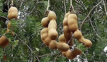 Con esta poderosa planta, podrás regenerar tu Hígado en menos de 1 mes