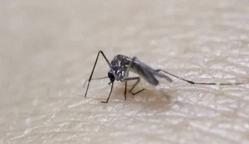 Virus del Zika: ¿Es un mosquito modificado genéticamente el causante de la epidemia?