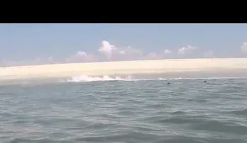 Espectacular Video de una foca que escapa de las fauces de un tiburón blanco 