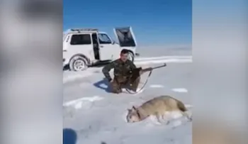 Para que no abuse: Un lobo revive y se venga de su cazador (VIDEO)