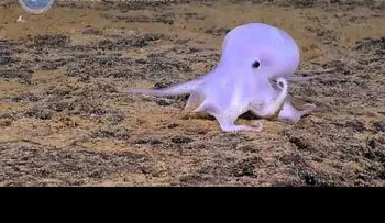 Esta belleza recién descubierta nos recuerda a Gasparín (VIDEO)