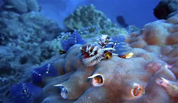 Descubren cuáles fueron los primeros animales sobre la faz de la tierra