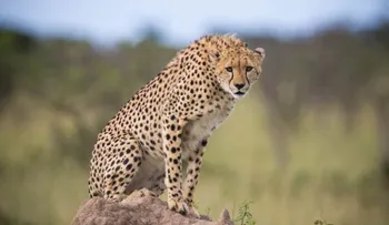 En vivo: grandes felinos de Kenya con Periscope