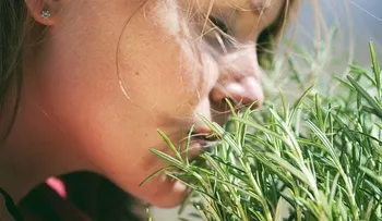 El romero para el bienestar del cuerpo y la mente: beneficios para la salud