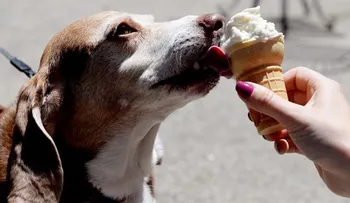 Adelgazar comiendo helados?