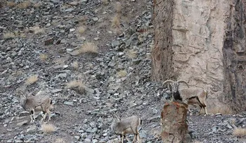 El espectacular camuflaje de un leopardo preparado para atacar a unas cabras en la India