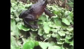 Una especie extinta revive gracias a un niño ecuatoriano (VIDEO)