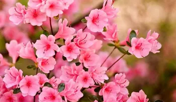 3 ingredientes que ponen la Casa a oler a Primavera