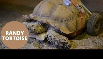 Tortuga queda discapacitada por tener dos meses de desenfreno sexual 