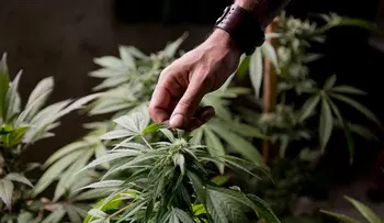 Suspenden licencia a abogado que cobraba con marihuana en EEUU